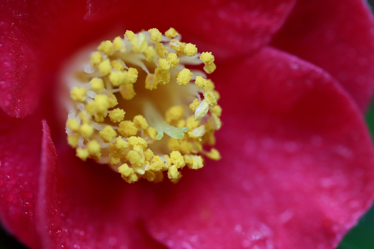 Harry P. Leu Gardens